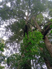 Castanopsis acuminatissima