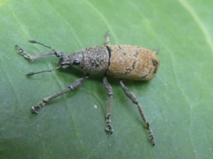 Cleistolophus similis