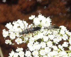 Lepturini