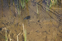 Cyprinodon macularius