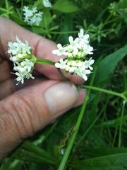 Valerianella umbilicata
