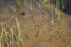 Cyprinodon macularius