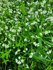 Valerianella umbilicata