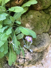 Primula specuicola