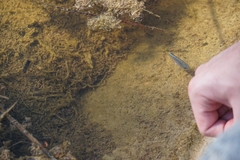 Cyprinodon macularius