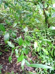 Castanopsis acuminatissima