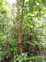 Castanopsis acuminatissima