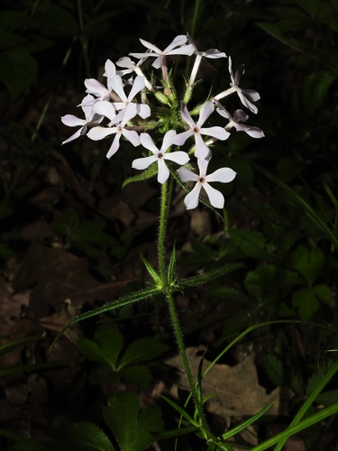prairie phlox