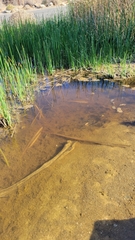 Cyprinodon macularius