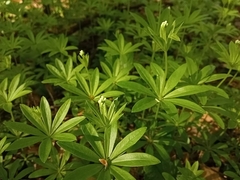 Galium odoratum