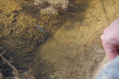 Cyprinodon macularius