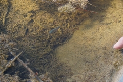 Cyprinodon macularius