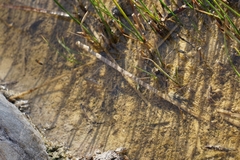 Cyprinodon macularius