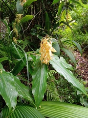 Hedychium roxburghii