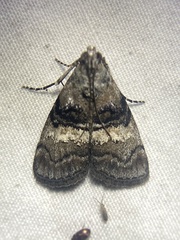 Pococera melanogrammos