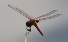 Tramea insularis