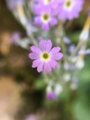 Primula specuicola