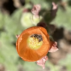 Macroteropsis
