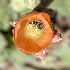 Macroteropsis