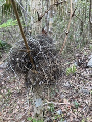 Uropsila leucogastra