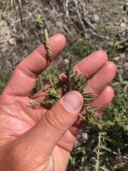 Astragalus clevelandii