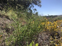 Astragalus clevelandii
