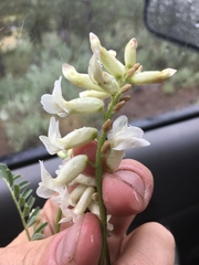 Astragalus curvicarpus curvicarpus