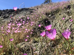 Clarkia gracilis tracyi