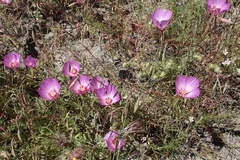 Clarkia gracilis tracyi