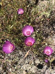 Clarkia gracilis tracyi