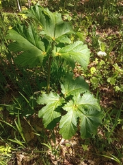 Heracleum sosnowskyi