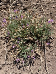 Astragalus angarensis