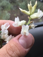 Astragalus curvicarpus curvicarpus