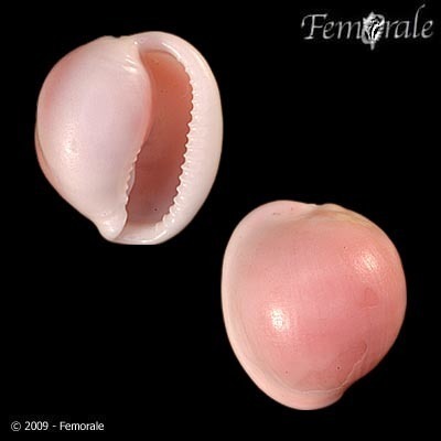 Triviella rubra