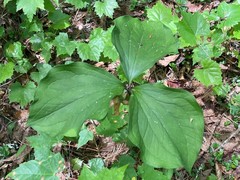 Trillium catesbaei
