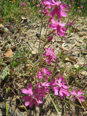 Silene scabriflora