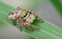 Phidippus clarus