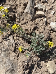 Odontarrhena obovata