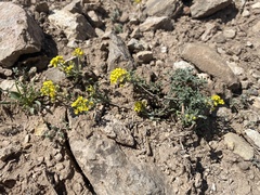 Odontarrhena obovata