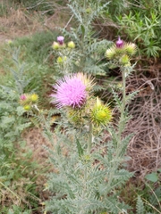 Cirsium rhaphilepis