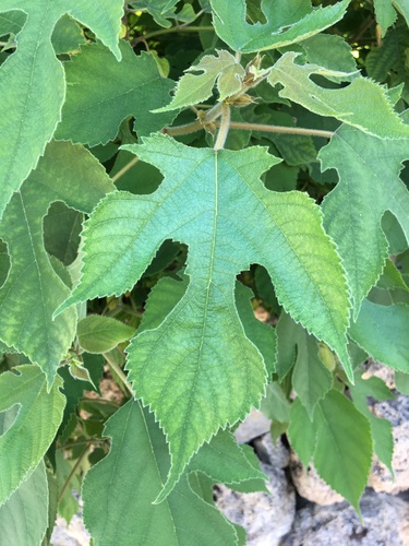 Dudovac (Broussonetia papyrifera)