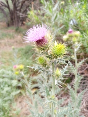 Cirsium rhaphilepis