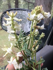 Astragalus curvicarpus curvicarpus