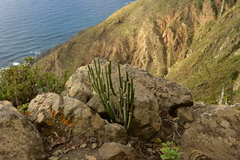 Ceropegia dichotoma subsp. dichotoma image