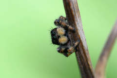 Phidippus clarus