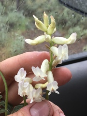 Astragalus curvicarpus curvicarpus