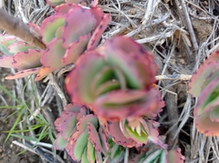 Kalanchoe fedtschenkoi
