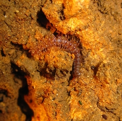 Polydesmidea