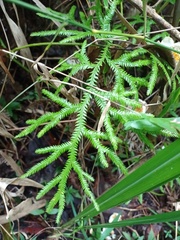 Lycopodium volubile