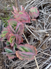 Kalanchoe fedtschenkoi